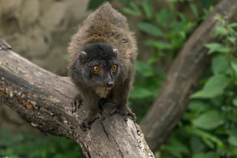 Lemur Posed Stock Photos