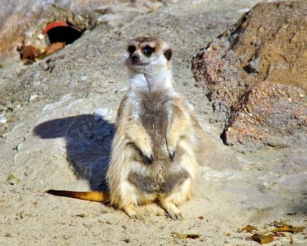 Lemur posing for a pic Stock Photos