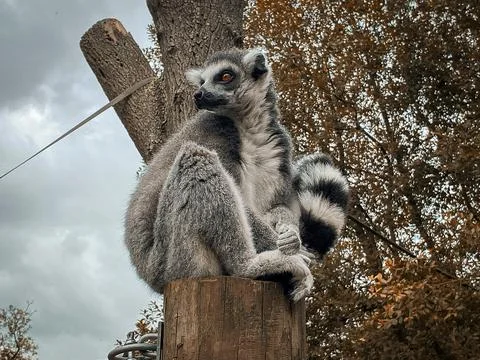 Lemur on pylon close-up Stock Photos