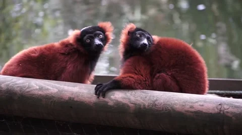 Lemur Red-ruffed Three of them on a log Video stock 54219865
