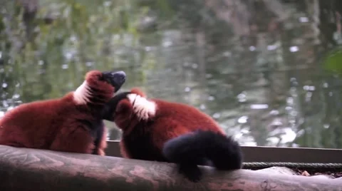 Lemur Red ruffed washing Stock Footage 54219858