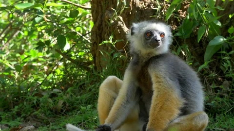 Lemur Relaxing on The Ground Stock Footage 137643029