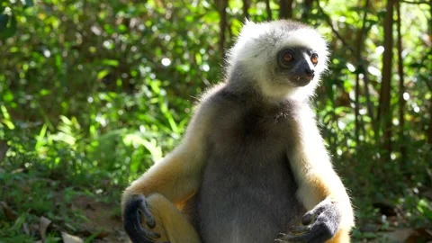 Lemur Relaxing on The Ground Stock Footage 137786129