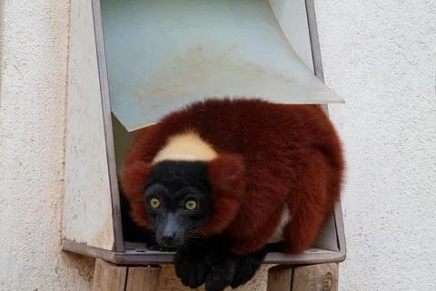 Lemur Resting in Enclosure Stock Photos