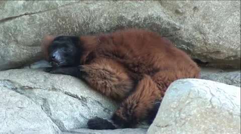Lemur Resting on Rocks Stock Footage 12045566