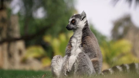 Lemur ring-tailed sitting under palm tree. Jungle wildlife, asian fauna. Stock Footage 129059314