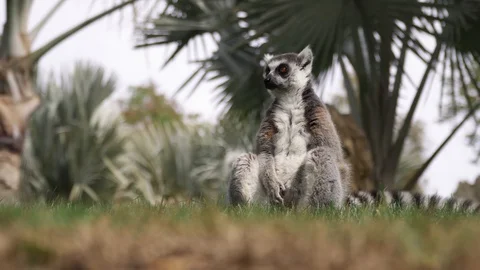 Lemur ring-tailed sitting under palm tree. Jungle wildlife, asian fauna. Stock Footage 129059317