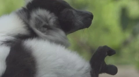 Lemur Scratching Vídeos de archivo 65822145