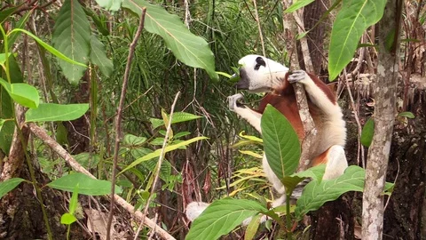 Lemur sifaka eating the leafs in the forest of Madagascar Stock Footage 86472287