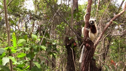 Lemur sifaka jumping from tree to tree on Madagascar Stock Footage 86472269