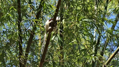 Lemur - Sifakas jumps often -  Madagascar Video stock 103200367