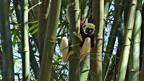 Lemur - Sifakas -  Madagascar 1 Video stock 103200545