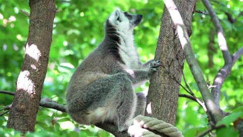Lemur Sits on a Tree Stock Footage 106081414