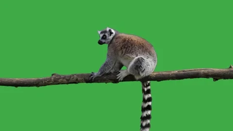 Lemur sits on a tree log and looks in different directions, green screen Stock Footage 309476857