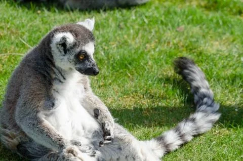 Lemur sitting alone Stock Photos