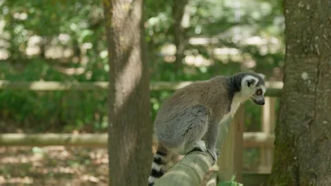 A Lemur is Sitting on a Fence Stock Footage 344423165