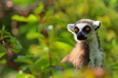 Lemur is sitting in the grass Stock Photos