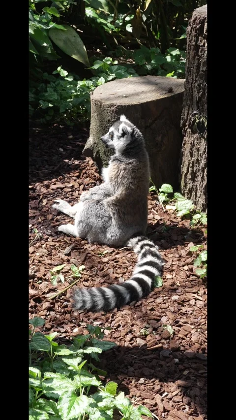 Lemur Sitting on the Ground at the Zoo Stock Footage 342263444