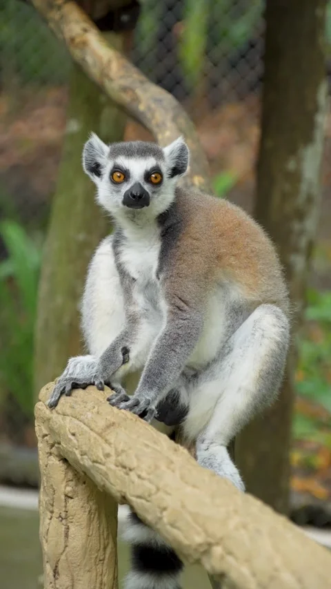 A lemur is sitting on a large tree stump. Stock Footage 344847609