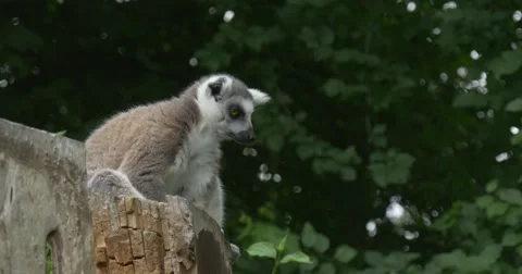 Lemur Sitting on Stamp, Staring, Pushing Stock Footage 51623067