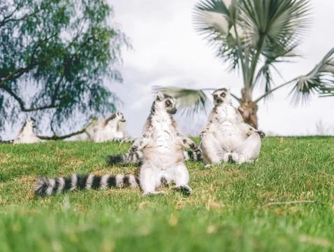 Lemur sitting in the sun Stock Photos