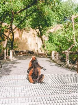Lemur sitting in the sun Stock Photos