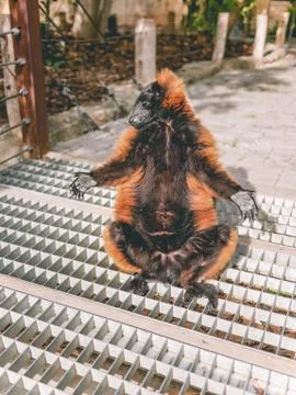 Lemur sitting in the sun Stock Photos