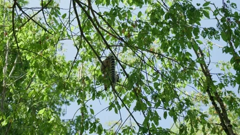 A Lemur is sitting on a Tree Branch Stock Footage 344656017