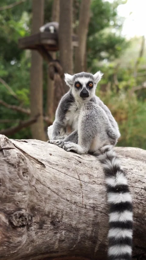 Lemur sitting on a tree branch in natural habitat, Madagascar wildlife Stock Footage 317752015