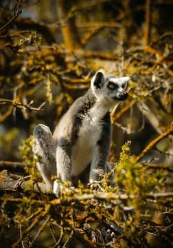 Lemur sitting on a Tree Branch Stock Photos