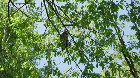 A Lemur is sitting on a Tree Branch Slow Motion Stock Footage 344864969