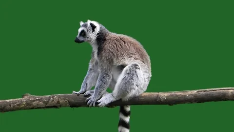 Lemur sitting on tree log slow motion green screen Stock Footage 309478179