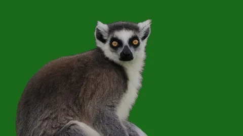 Lemur sitting on tree log slow motion green screen Stock Footage 329052394