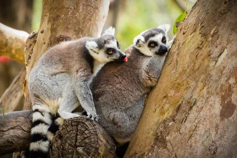 Lemur sitting on a tree. Stock Photos