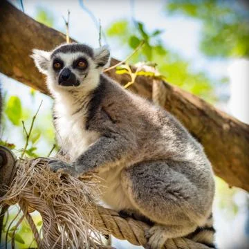 Lemur sitting on a tree. Stock Photos