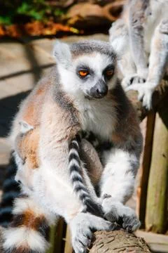 Lemur sitting on a tree Stock Photos