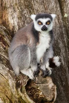 Lemur sitting on a tree Stock Photos