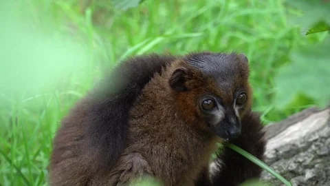 Lemur sitting on a tree trunk, looking around Stock Footage 77568687