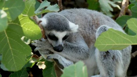 Lemur sleeps on a thin tree branch Foto stock