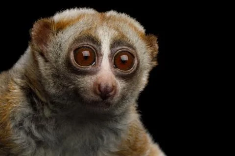 Lemur Slow Loris Stock Photos