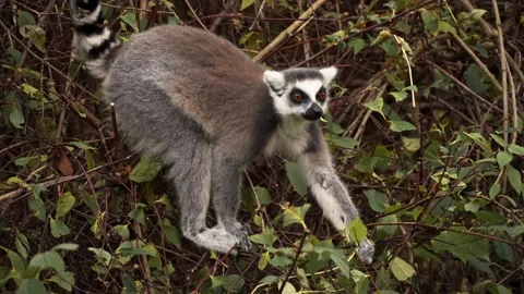 Lemur snacking leaves Video stock 151612021