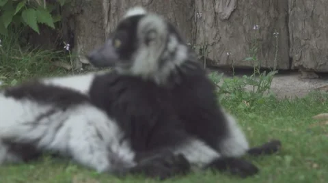 Lemur Sniffing Grass Stock Footage 65823562