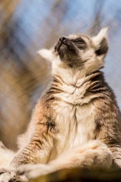 Lemur Soaks Up The Sun 库存照片