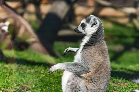 Lemur, specifically a ring-tailed lemur, sitting on the grass. Lemurs are a u Stock Photos