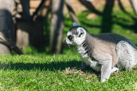 Lemur, specifically a ring-tailed lemur, sitting on the grass. Lemurs are a u Stock Photos