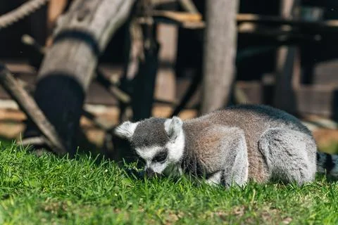 Lemur, specifically a ring-tailed lemur, sitting on the grass. Lemurs are a u Stock Photos