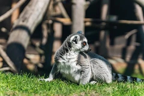 Lemur, specifically a ring-tailed lemur, sitting on the grass. Lemurs are a u Stock Photos