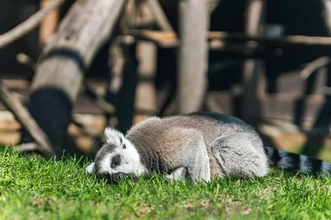 Lemur, specifically a ring-tailed lemur, sitting on the grass. Lemurs are a u Stock Photos