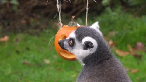 Lemur standing in front of Halloween pumpkin at ZSL Whipsnade Zoo - 2018 Video stock 101206996