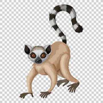 Lemur standing on ground looking forward 스톡 일러스트